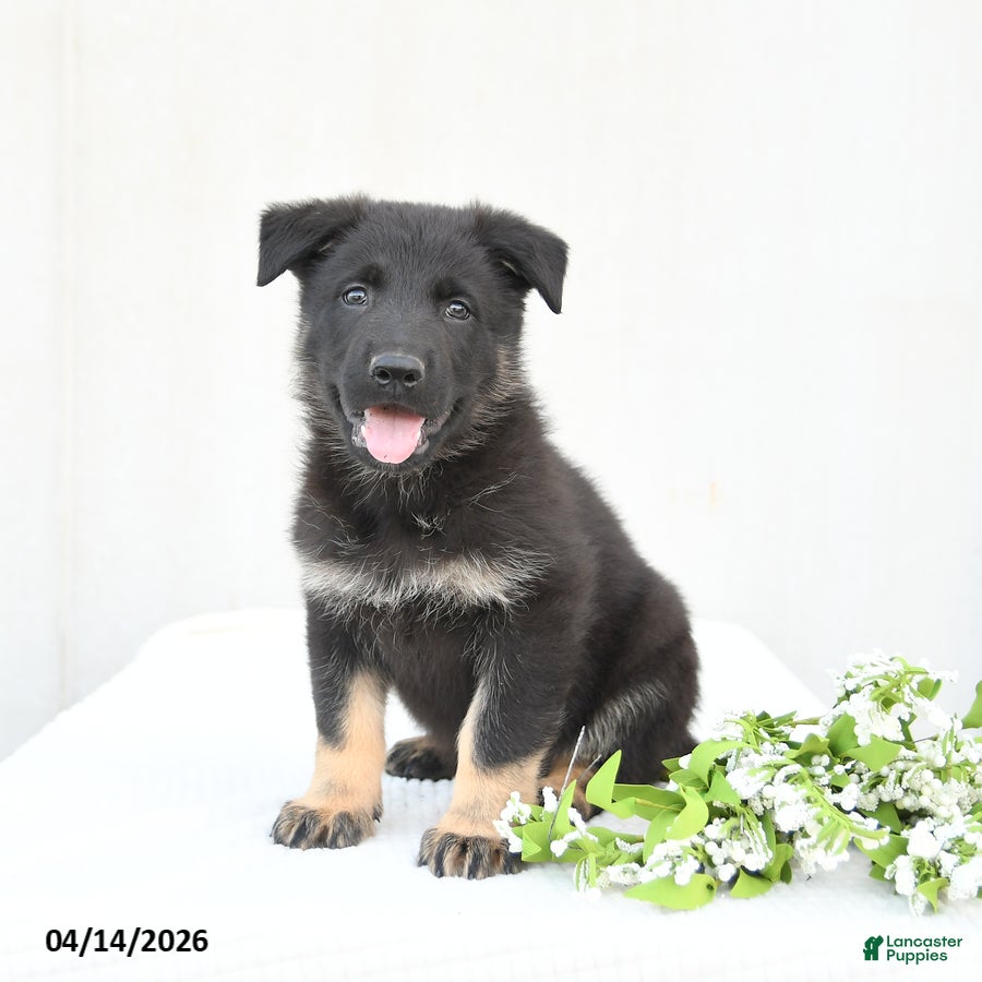 German Shepherd dogs Domino - Ad 2