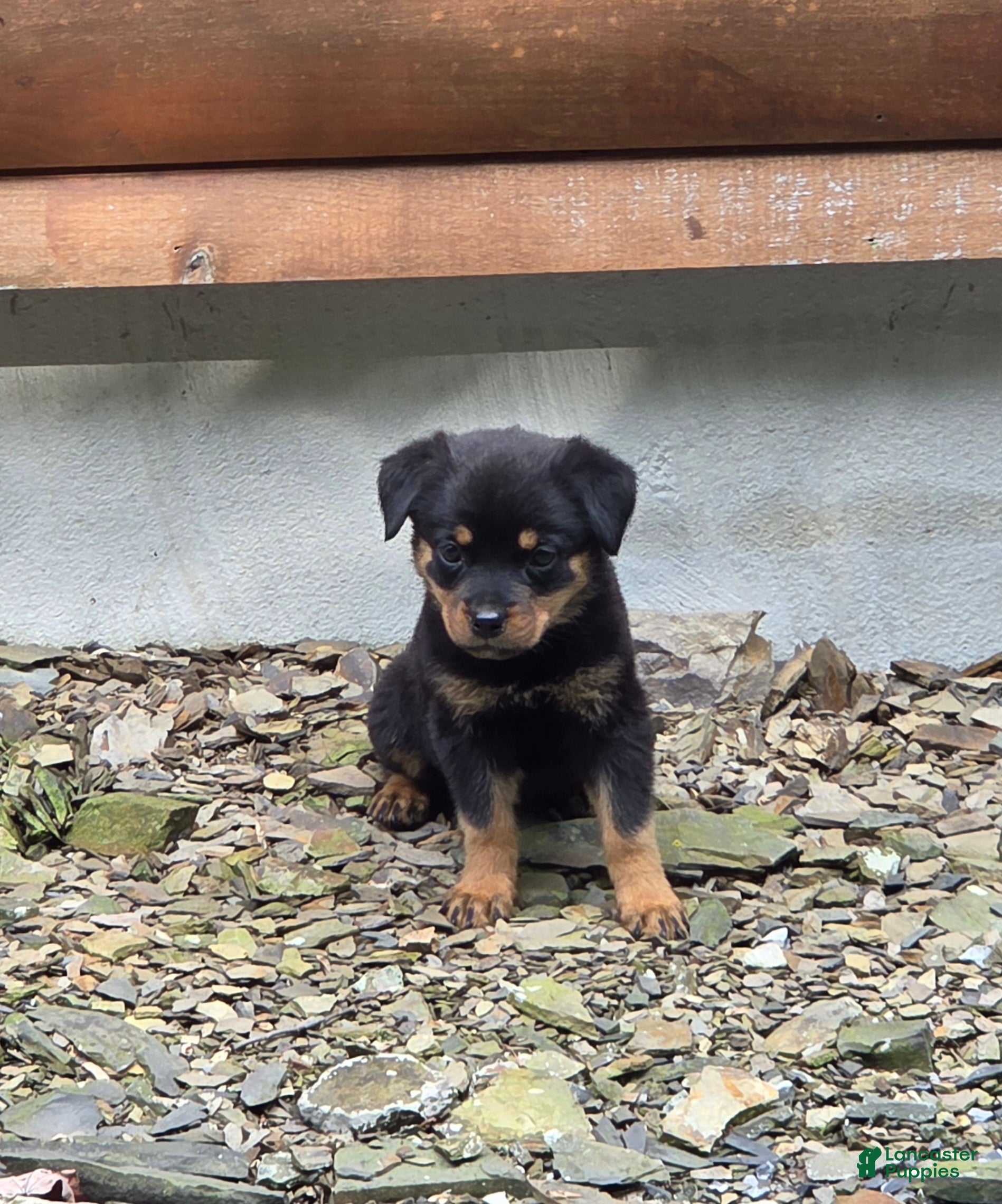 Rottweiler dogs Skye - Ad 1