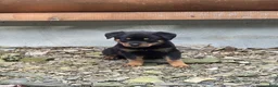 Rottweiler dogs for sale: Skye - Ad 1