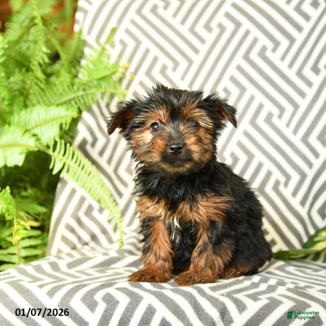 Yorkshire Terrier dogs for sale: Kylie - Ad 2
