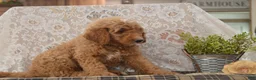 Goldendoodle dogs for sale: Sonny - Ad 5