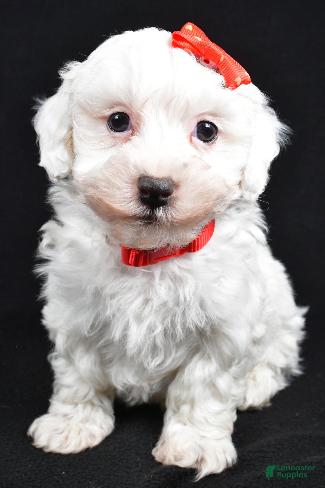 Maltipoo dogs for sale: Jasper - Ad 9