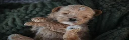 Shihpoo dogs for sale: Harold Shihpoo  - Ad 3