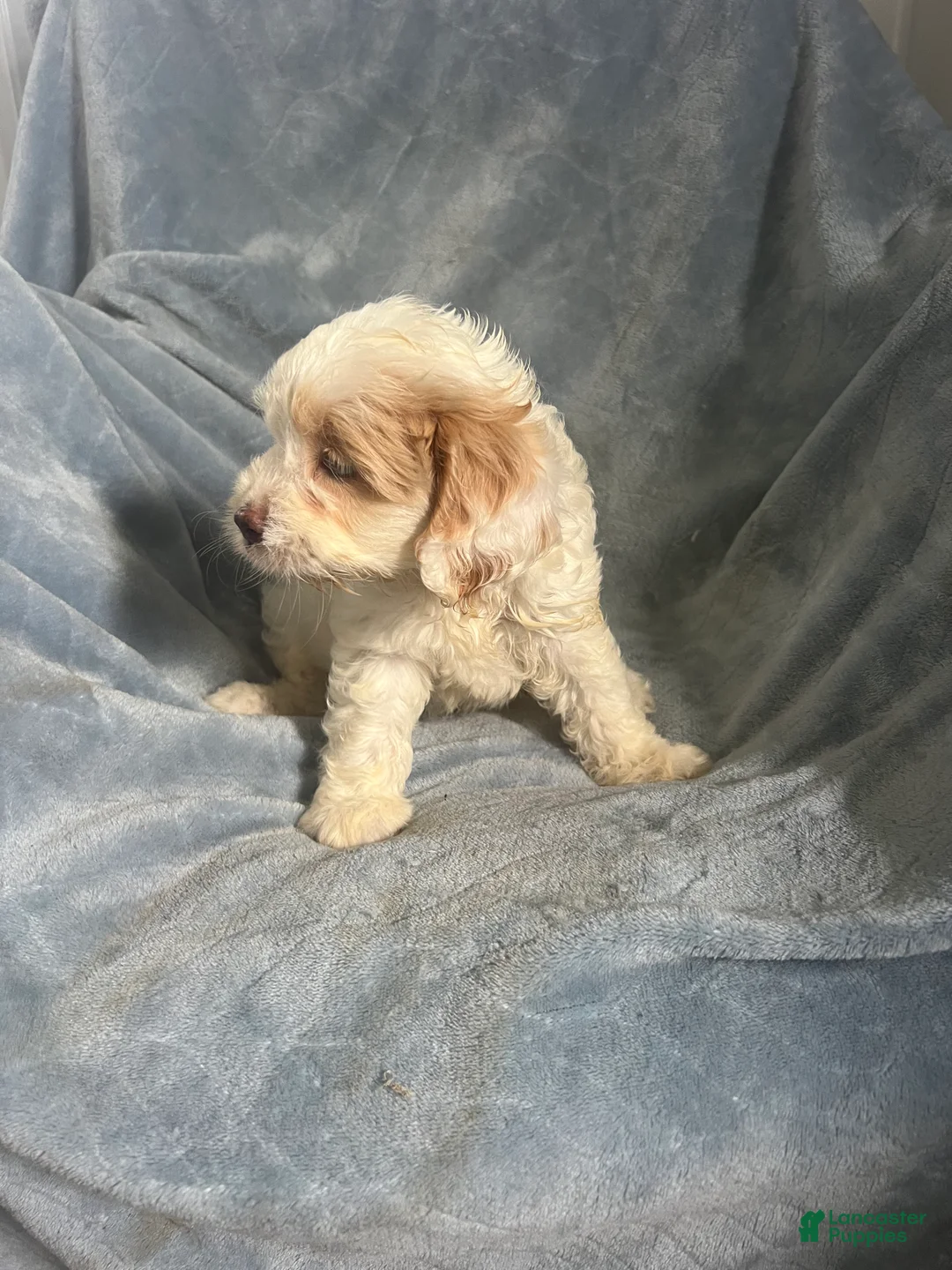 Cavapoo dogs for sale: Scotty Boy-Cavapoo  - Ad 8