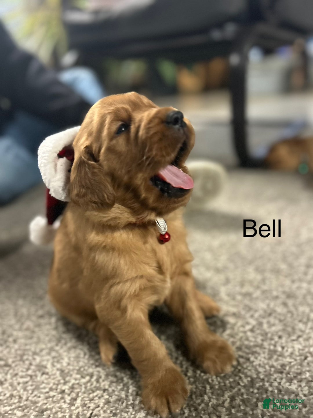Golden Retriever dogs for sale: Golden Retriever Puppy Bell - Ad 2