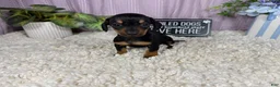 Miniature Dachshund dogs for sale: Miniature Dachshund 1 - Ad 1