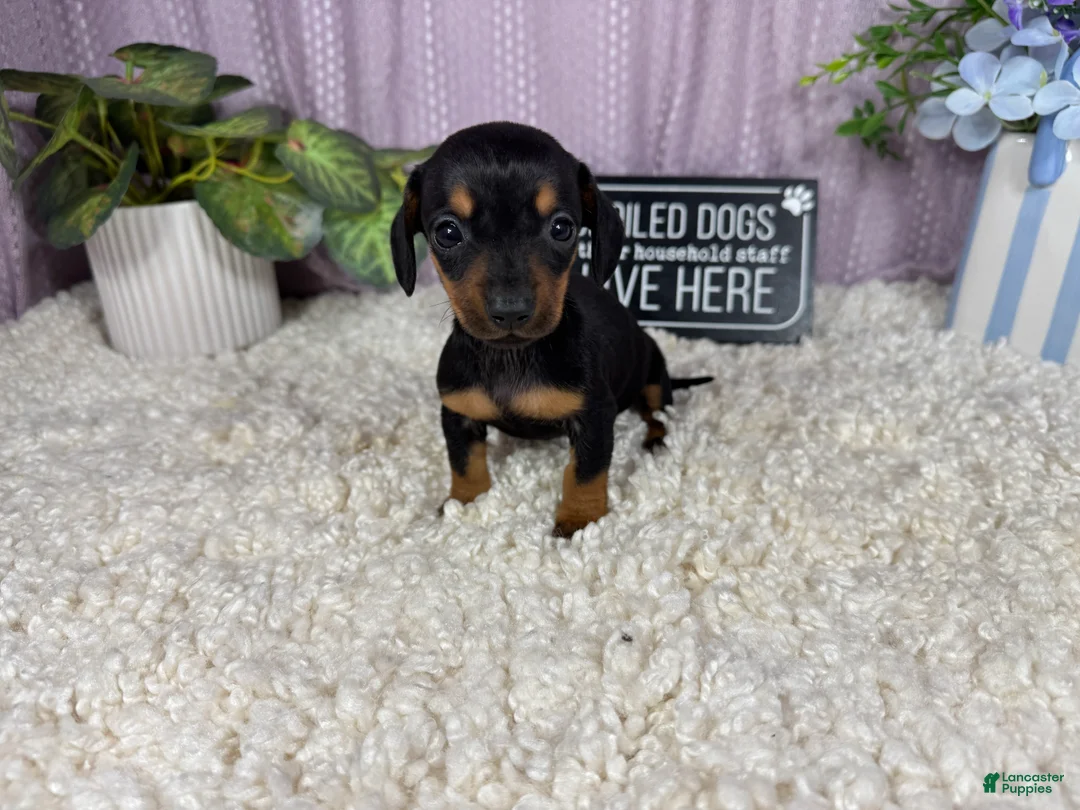 Miniature Dachshund dogs for sale: Miniature Dachshund 1 - Ad 1