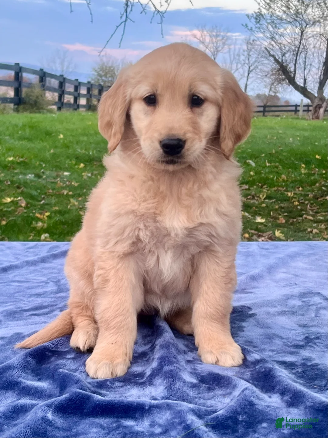 Golden Retriever dogs for sale: Mandy - Ad 1