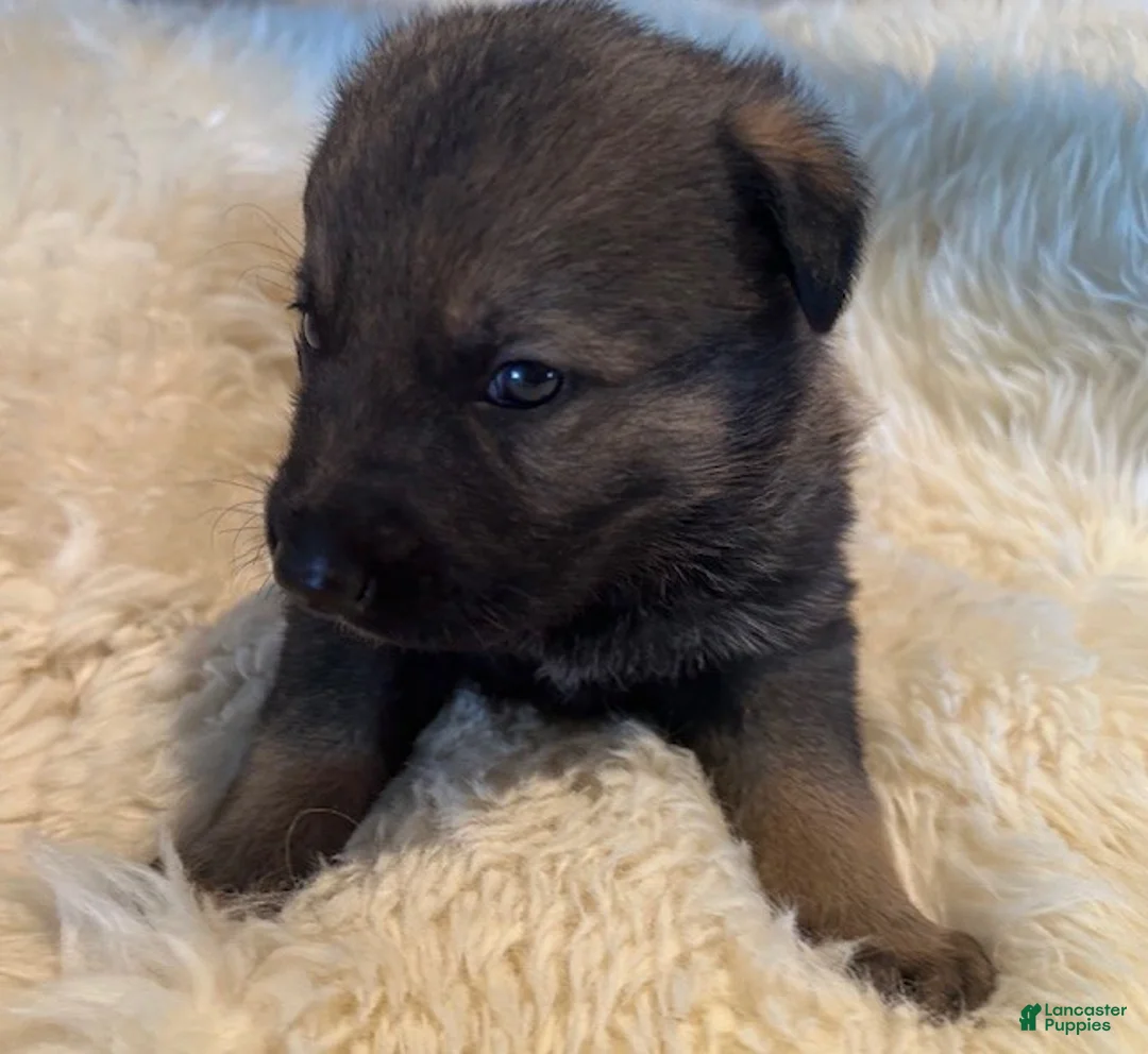 German Shepherd dogs for sale: German Shepherd Puppy 4 - Ad 3
