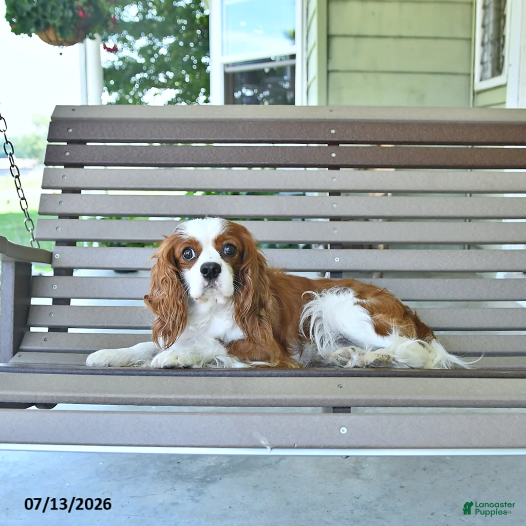 Cavalier King Charles Spaniel dogs for sale: Patrick - Ad 5