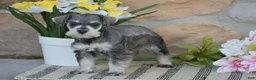 Miniature Schnauzer dogs for sale: Tanya - Ad 7