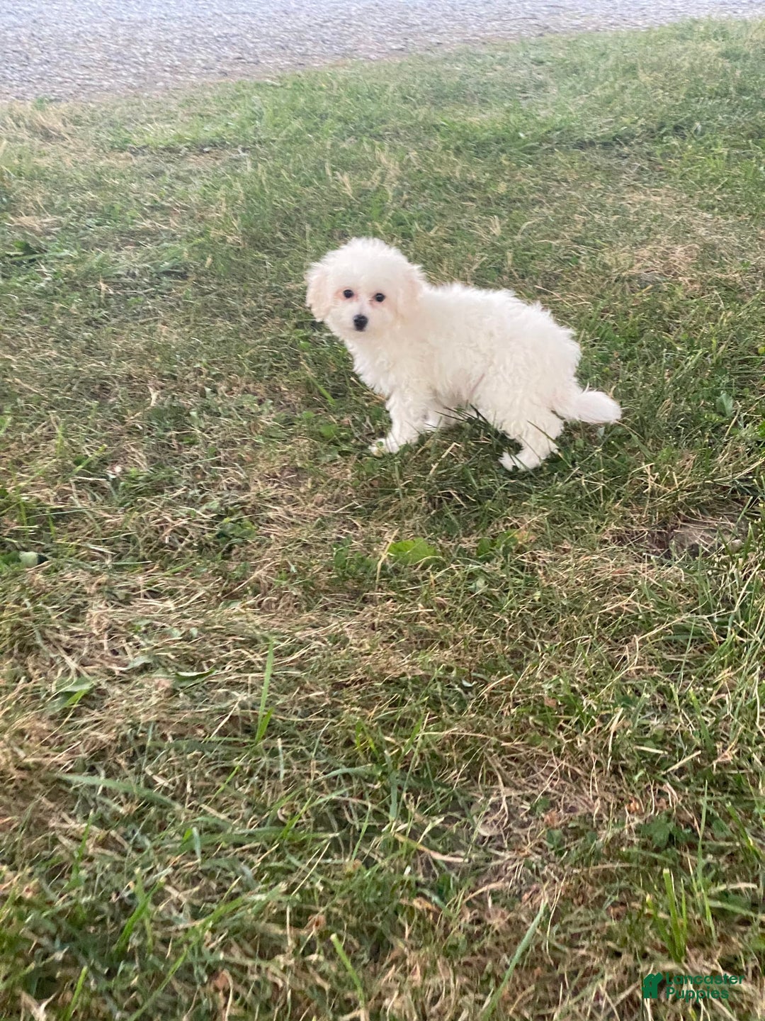 Bichon Frise dogs for sale: Buddy - Ad 4