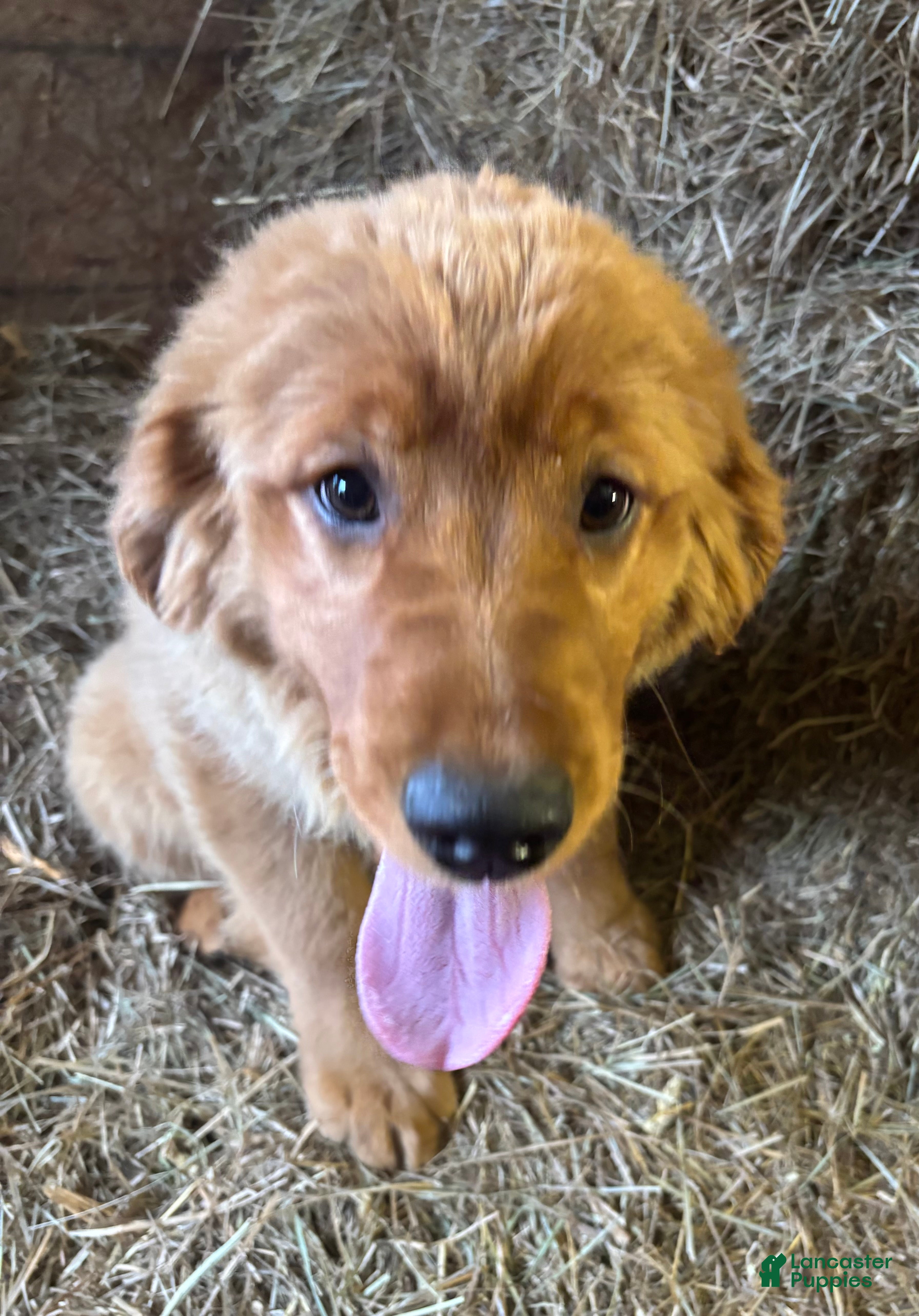 Golden Retriever dogs Autumn - Ad 1