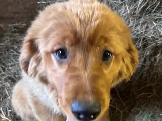 Golden Retriever dogs for sale: Autumn - Ad 1