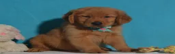 Golden Retriever dogs for sale: Brandon - Ad 3