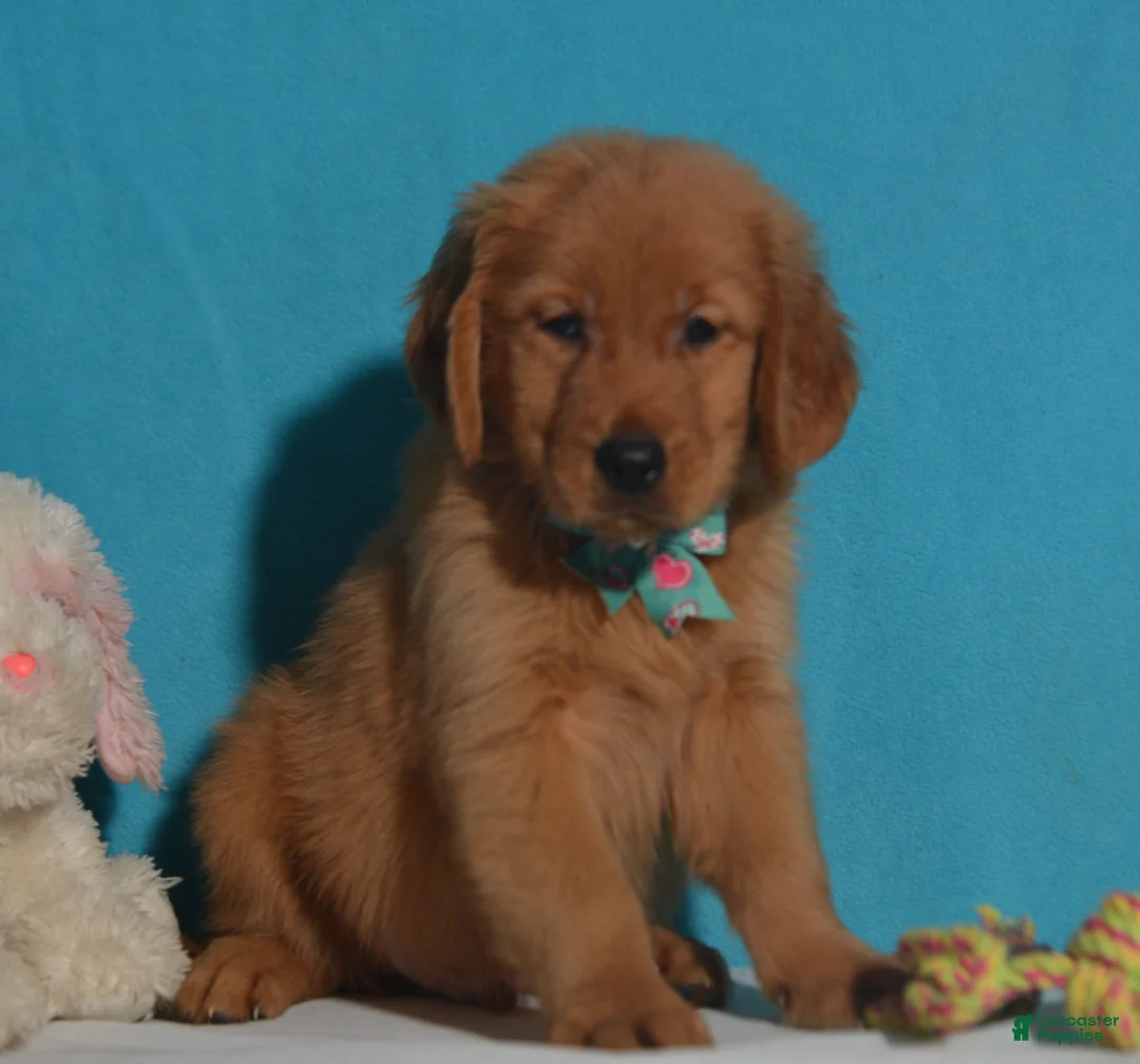 Golden Retriever dogs for sale: Brandon - Ad 3