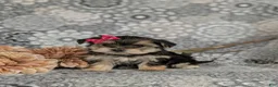 Morkie dogs for sale: Bella 7 lbs Full Grown - Ad 4