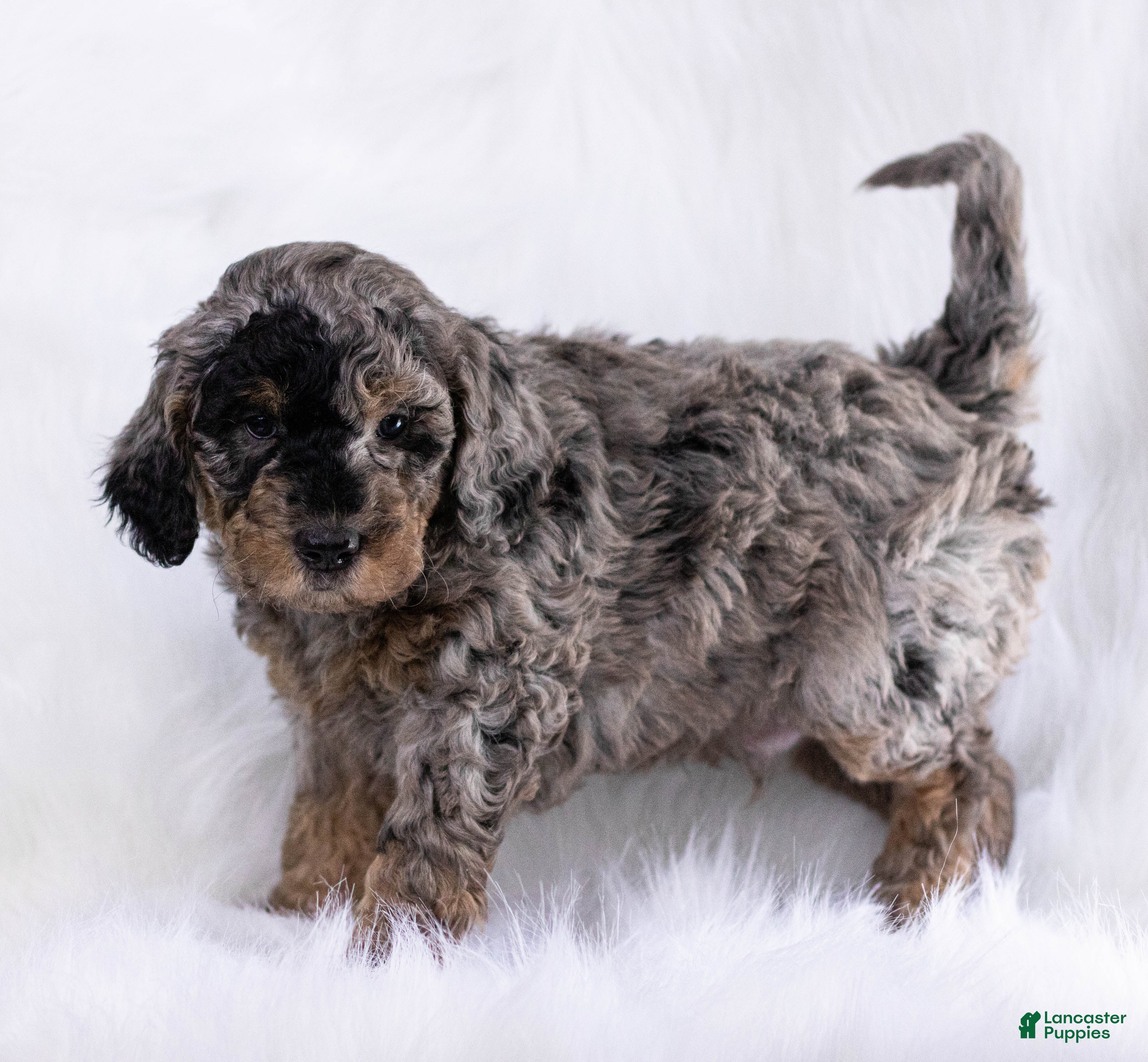 Goldendoodle dogs Goldendoodle Puppy 7 - Ad 14