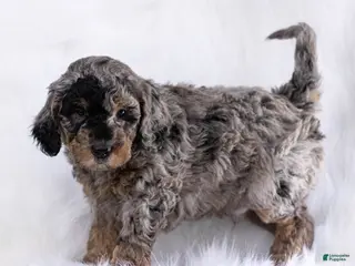 Goldendoodle dogs Goldendoodle Puppy 7 - Ad 14