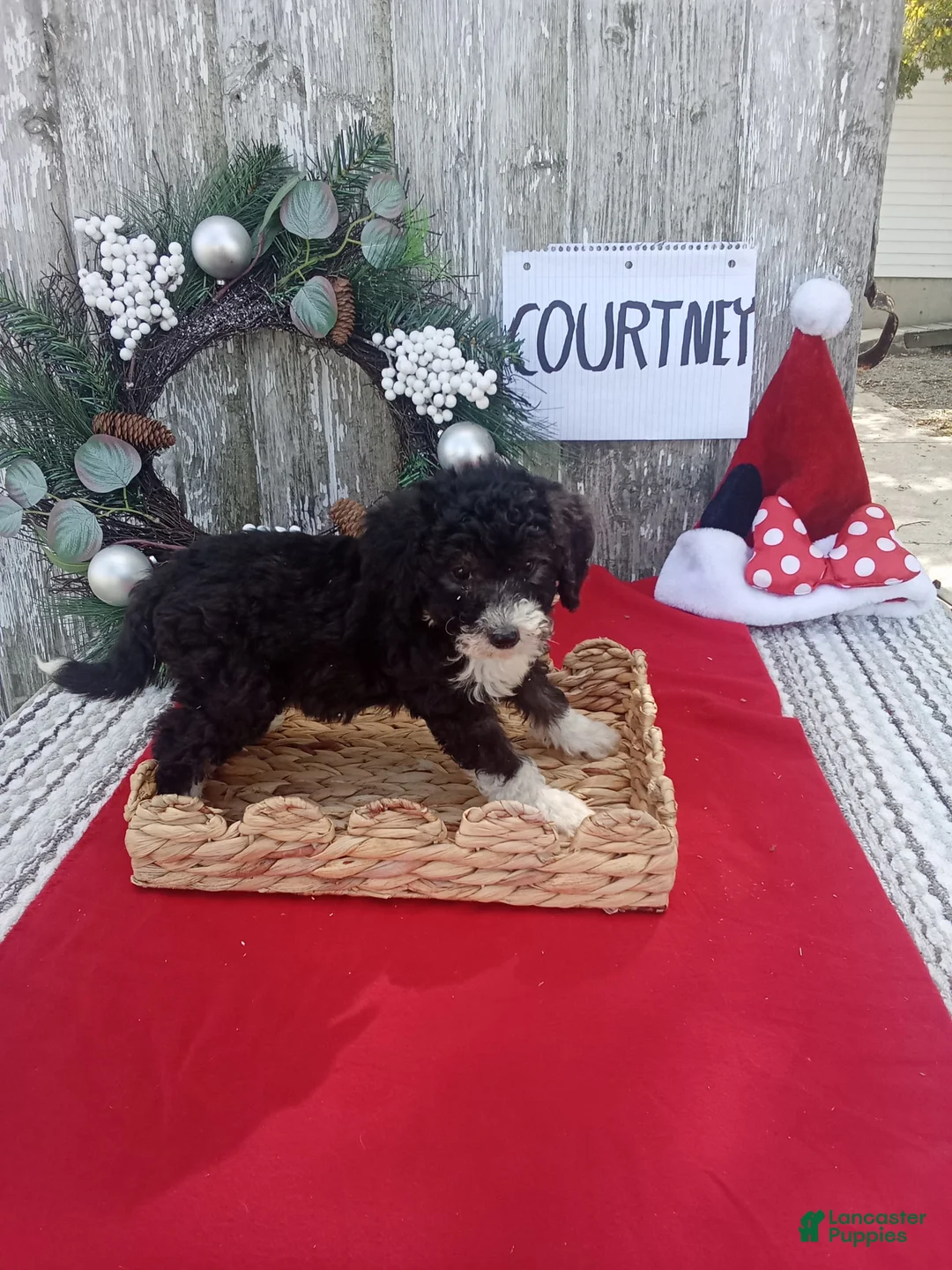 Bernedoodle dogs for sale: Bernedoodle 4 - Ad 1