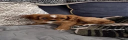 Cavalier King Charles Spaniel dogs for sale: Cavalier King Charles Spaniel 1 - Ad 2