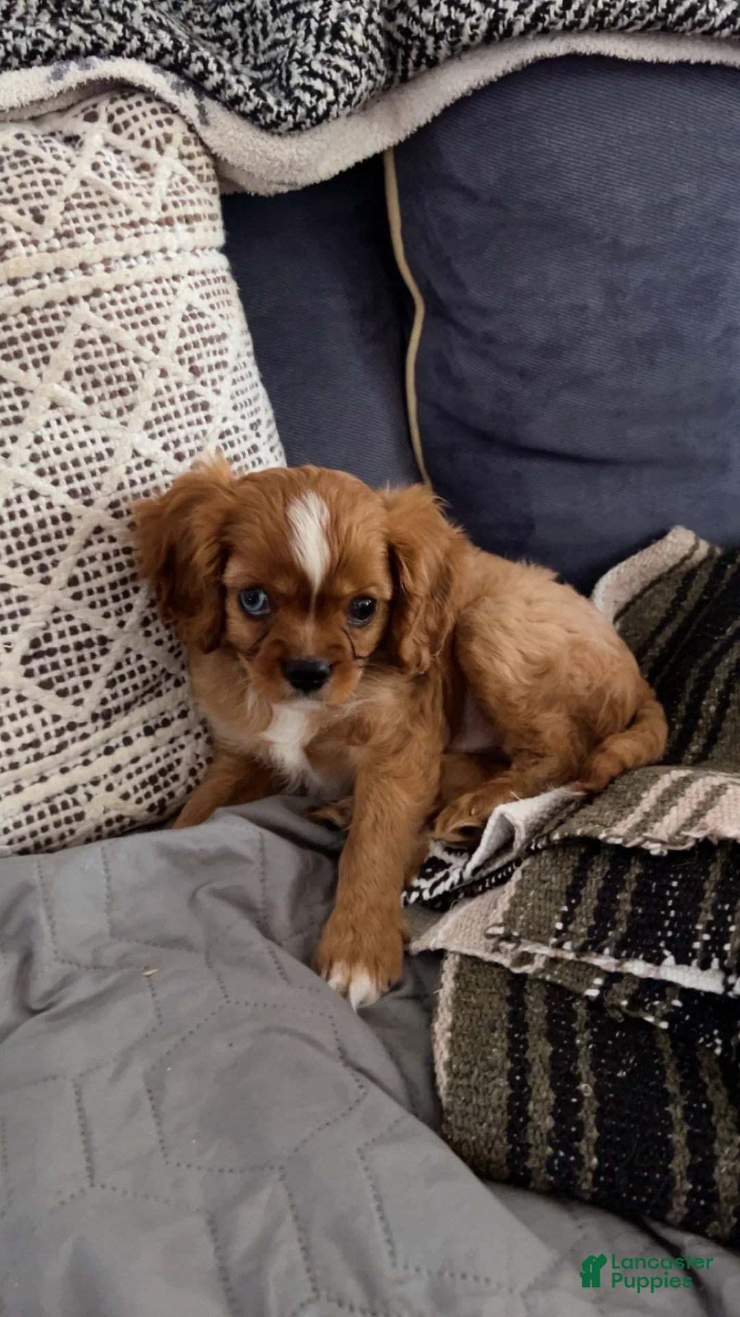 Cavalier King Charles Spaniel dogs for sale: Cavalier King Charles Spaniel 1 - Ad 2