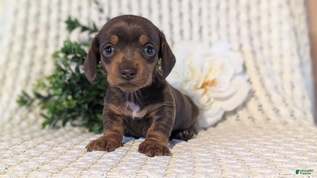 Miniature Dachshund dogs for sale: Zoey - Ad 4