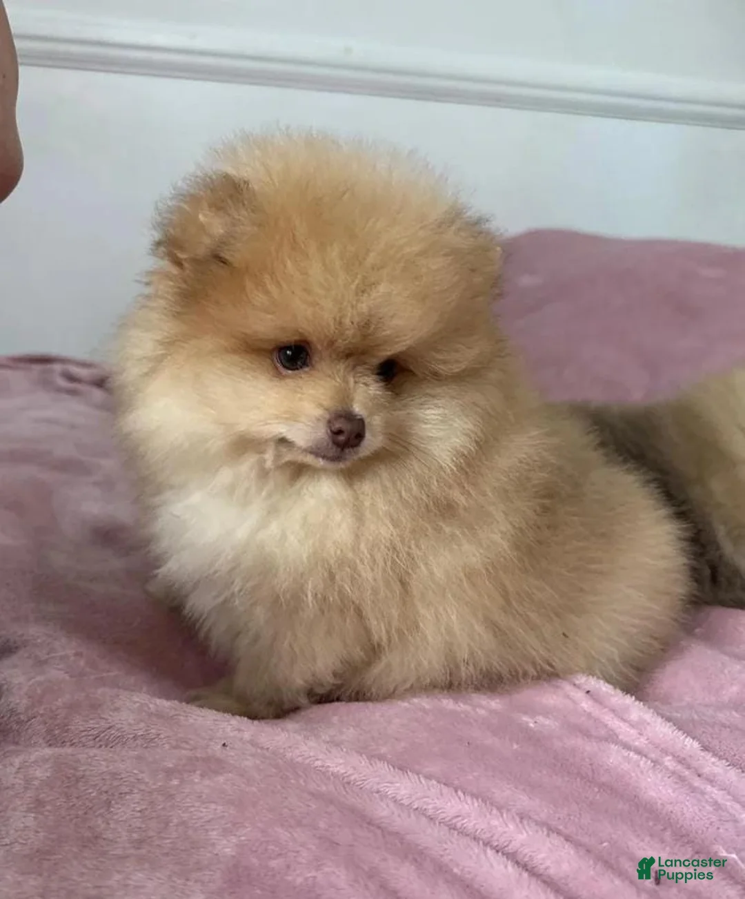 Pomeranian dogs for sale: Maya - Ad 5