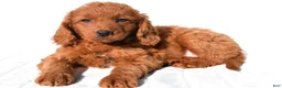 Mini Goldendoodle dogs for sale: Dolly - Ad 8