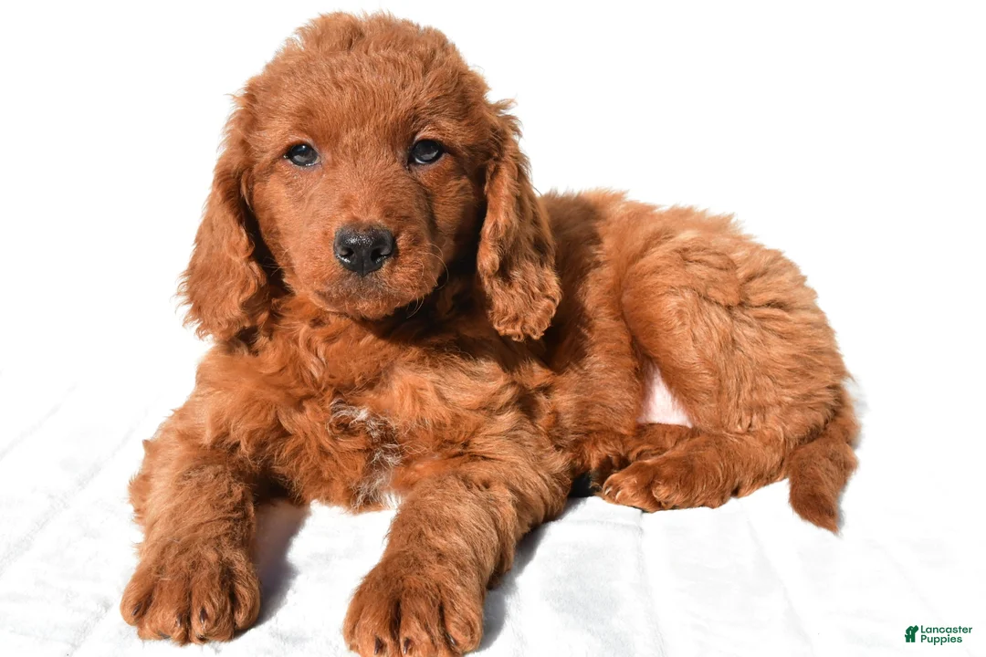 Mini Goldendoodle dogs for sale: Dolly - Ad 8