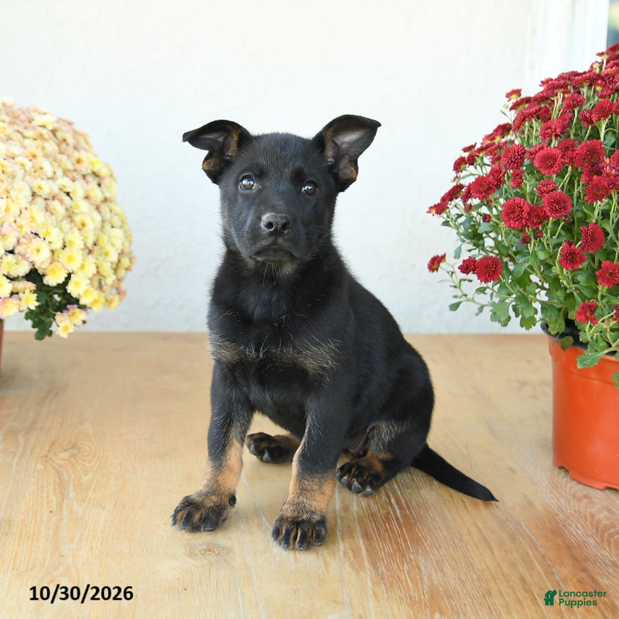 Mixed Breed dogs for sale: Gracie - Ad 1