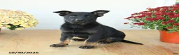 Mixed Breed dogs for sale: Gracie - Ad 1