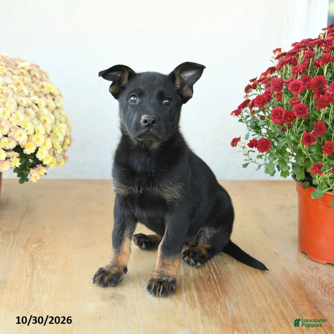 Mixed Breed dogs for sale: Gracie - Ad 1