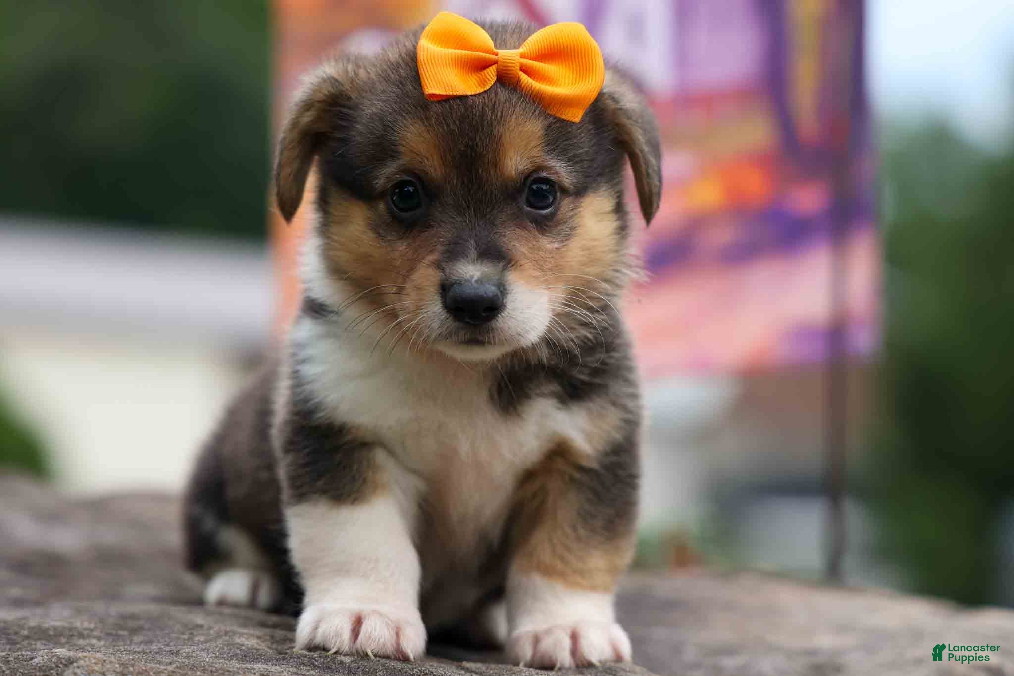 Welsh Corgi Pembroke dogs Victor 🐾 - Ad 1