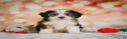 Mini Bernedoodle dogs for sale: Molly - Ad 4