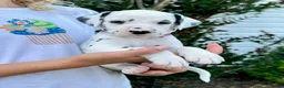 Dalmatian dogs for sale: Magenta - Ad 2