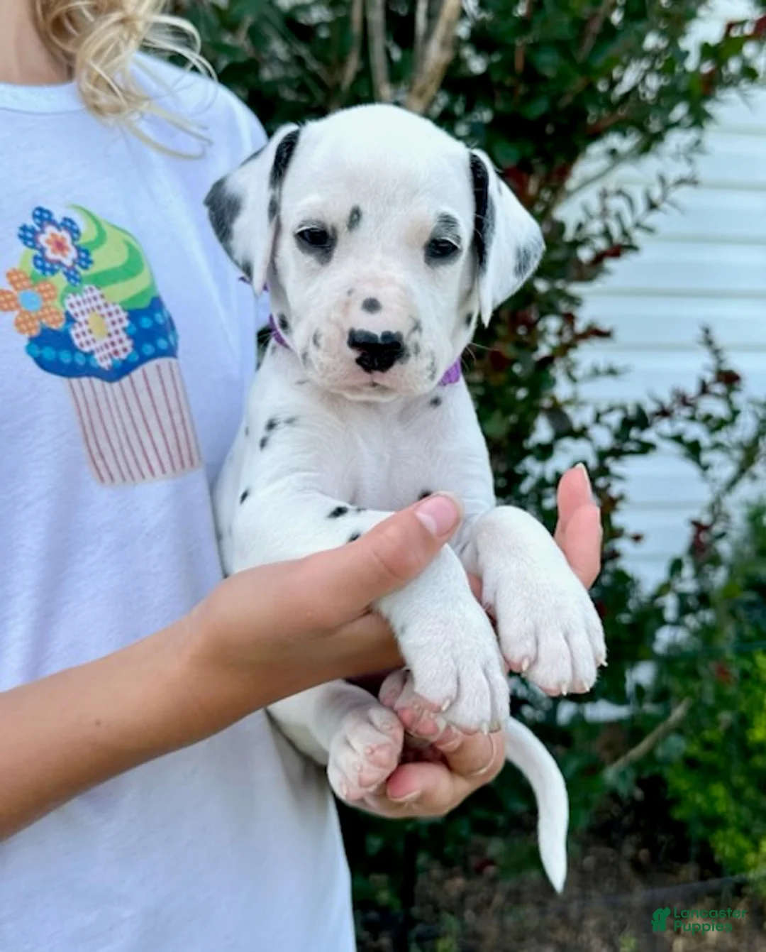 Dalmatian dogs for sale: Magenta - Ad 2