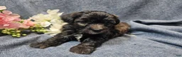 Havapoo dogs for sale: Jinx (Male) - Ad 4