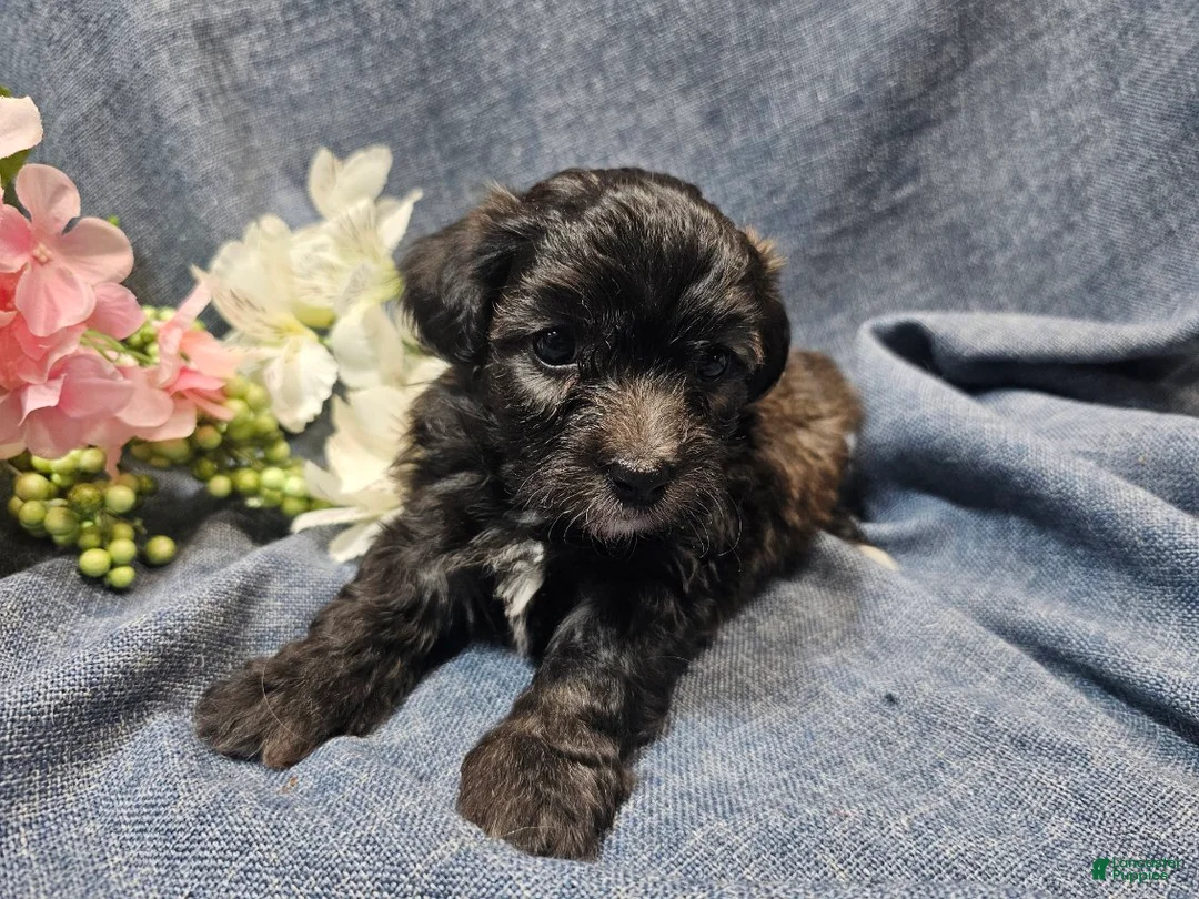Havapoo dogs for sale: Jinx (Male) - Ad 4