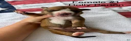 American Bulldog dogs for sale: Dolly Parton/ Female #1 - Ad 4