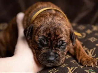 Cane Corso dogs Midnight Groove’s Next Life Time - Ad 28