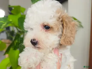 Toy Poodle dogs Nikka - Ad 27