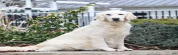 Golden Retriever dogs for sale: Henry - Ad 6