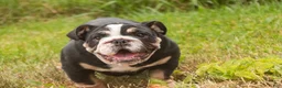 English Bulldog dogs for sale: Amelia - Ad 3
