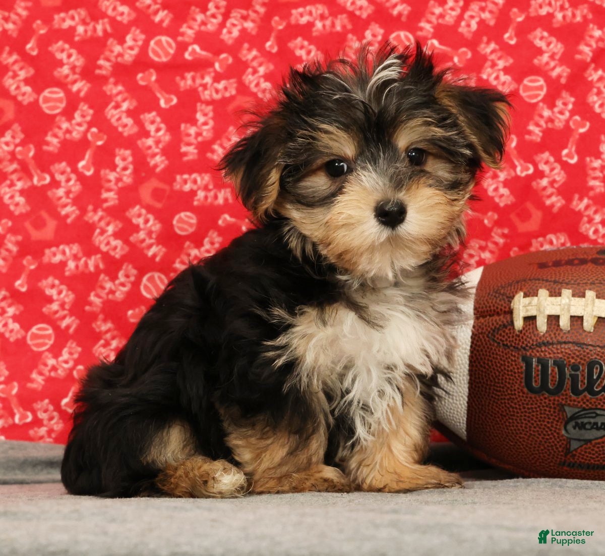 Morkie dogs Zeke - Ad 1