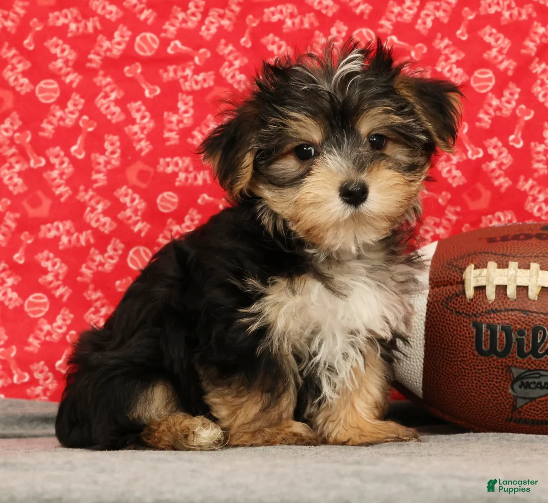 Morkie dogs for sale: Zeke - Ad 1