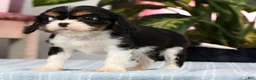 Cavalier King Charles Spaniel dogs for sale: Pixel - Ad 5