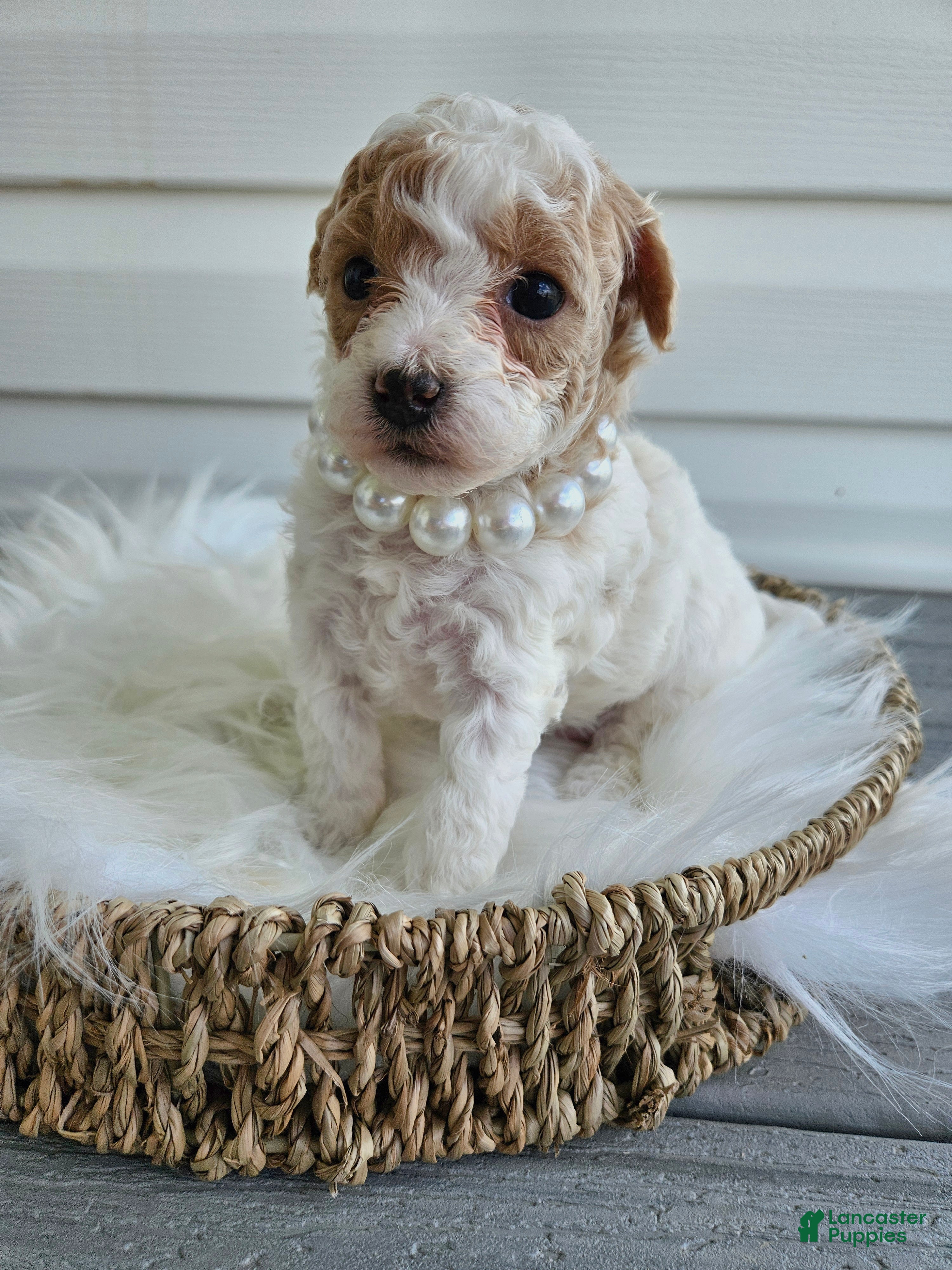 Bichpoo dogs Buttercup  - Ad 31