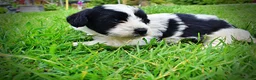 Havapoo dogs for sale: Shadow - Ad 14