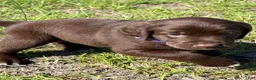 Mixed Breed dogs for sale: Purple collar girl - Ad 6